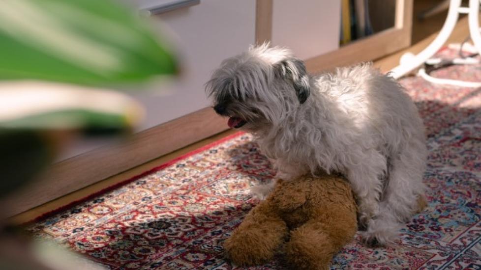 Why Do Female Dogs Hump? PetMD