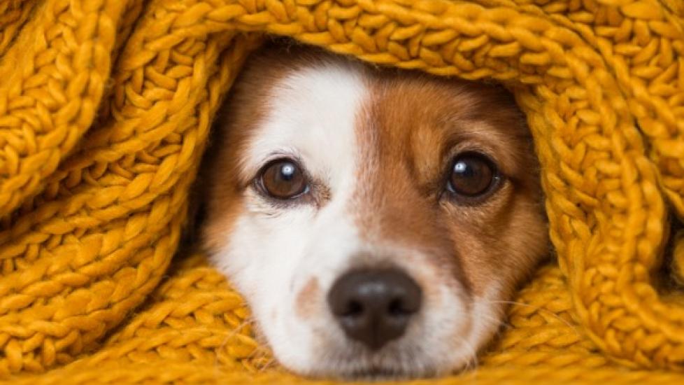 Normal Dog Temperature: Here's The Average For Dogs And How To