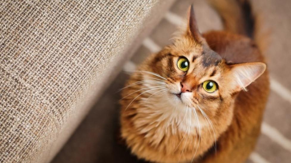 UTIs in Cats (Urinary Tract Infections in Cats)