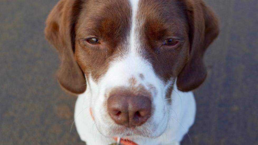 Irritable Bowel Syndrome in Dogs (IBS) PetMD