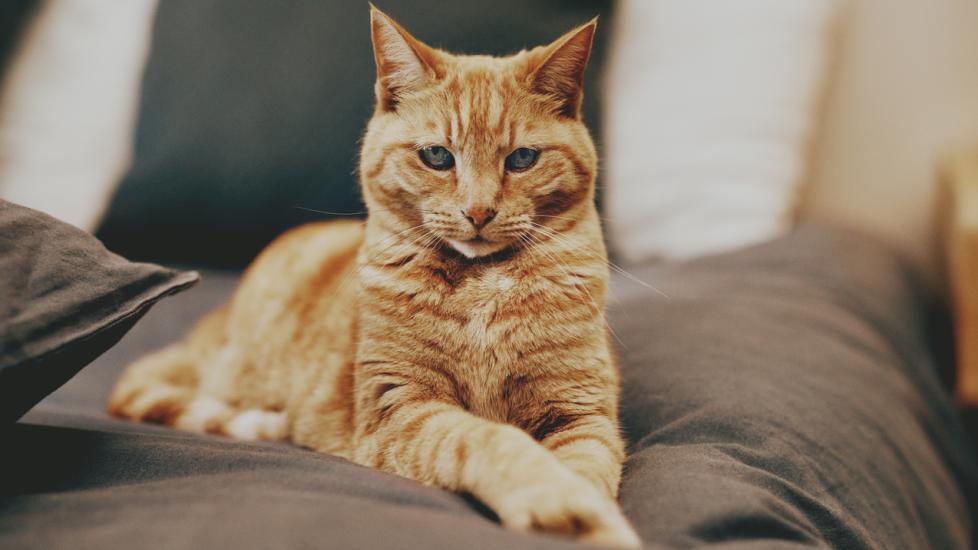 orange tabby cat looking at the camera