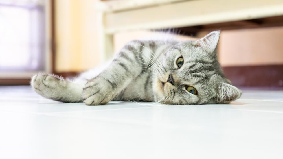 gray-cat-lying-on-floor
