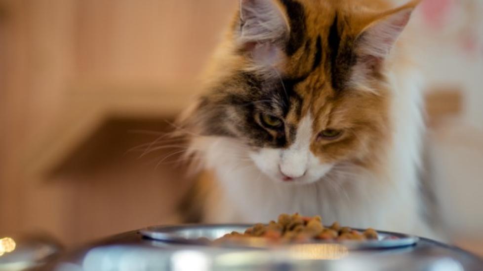 calico cat looking down at a metal food bowl