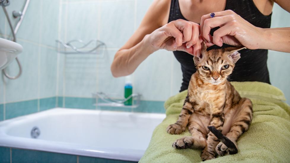 How to Clean a Cat’s Ears PetMD