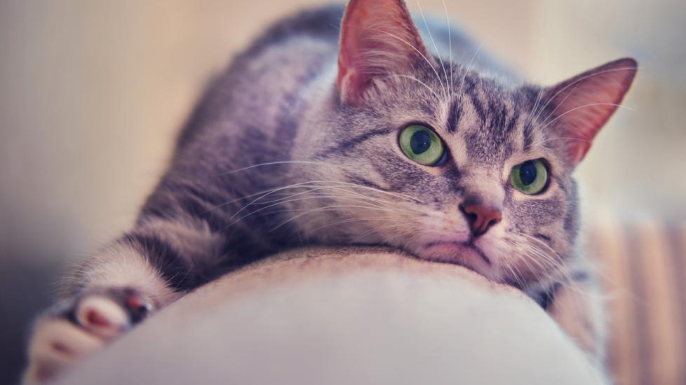 Do Cats Get Jealous? PetMD
