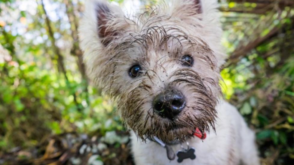 A dog looks at the camera with dirt on his face.