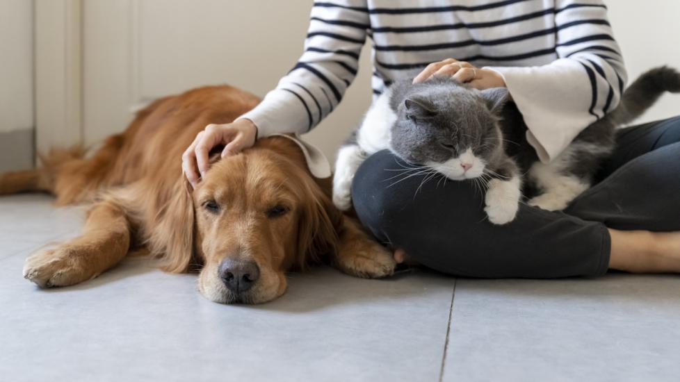 woman sitting on the floor with a golden retriever and a gray and white cat