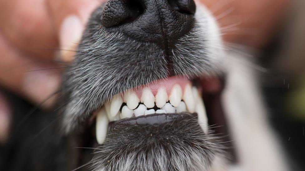 how do you tell if your dog has a broken tooth