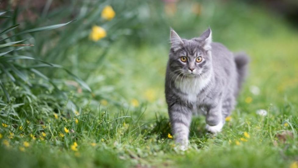 Lost Cat