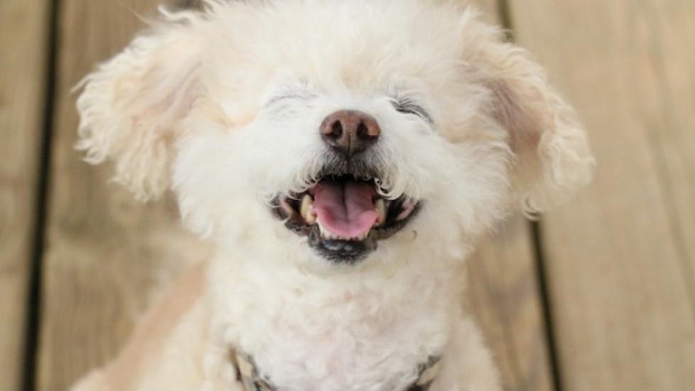 Can Dogs Laugh? | PetMD