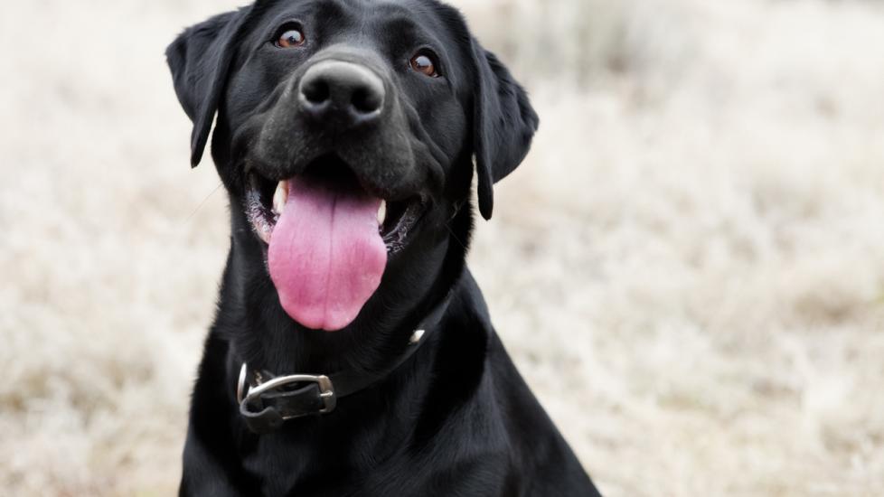 12 Dog Tongue Facts