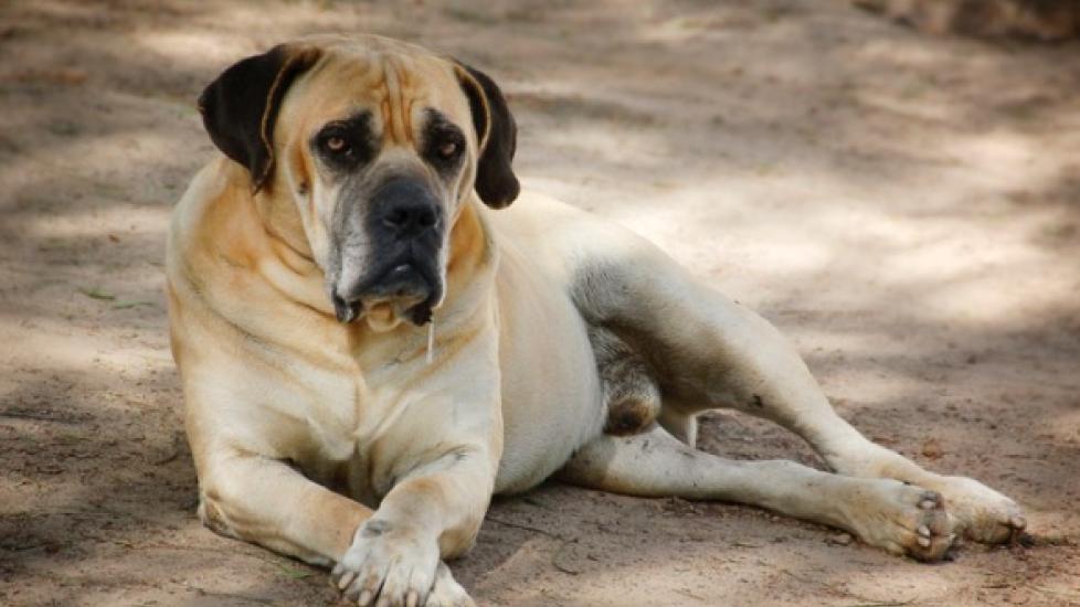 Dog Fat Network Video - Bloat in Dogs | PetMD