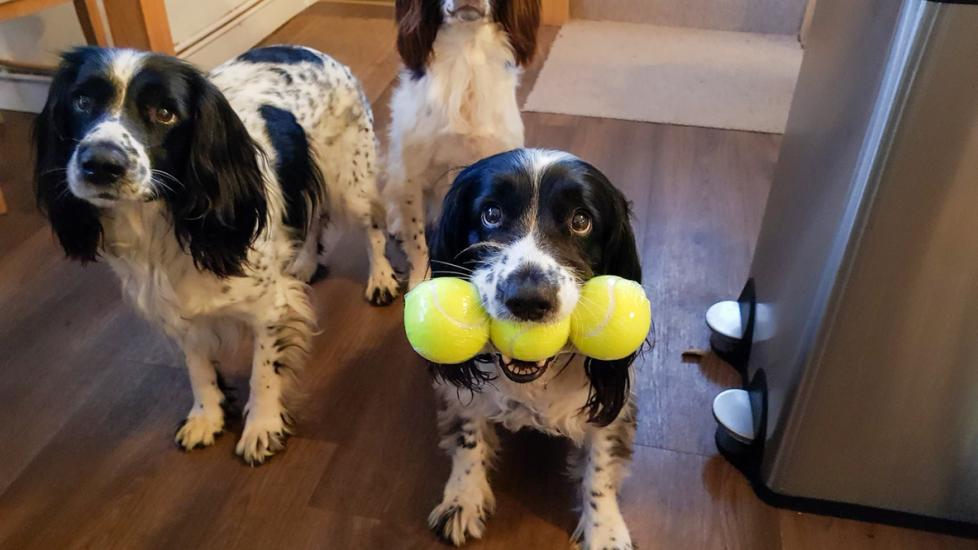 Why Do Dogs Get Jealous Of Each Other