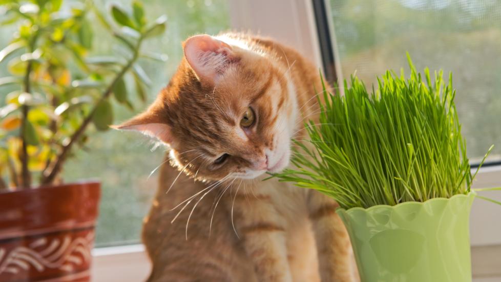 Sicilien Morgenøvelser Fælles valg Does Catnip Make Cats High? | PetMD