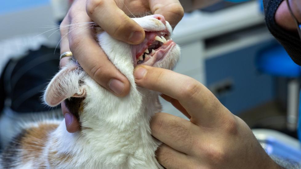 Vet dentist looking at red and swollen gums of a cat in a clinic