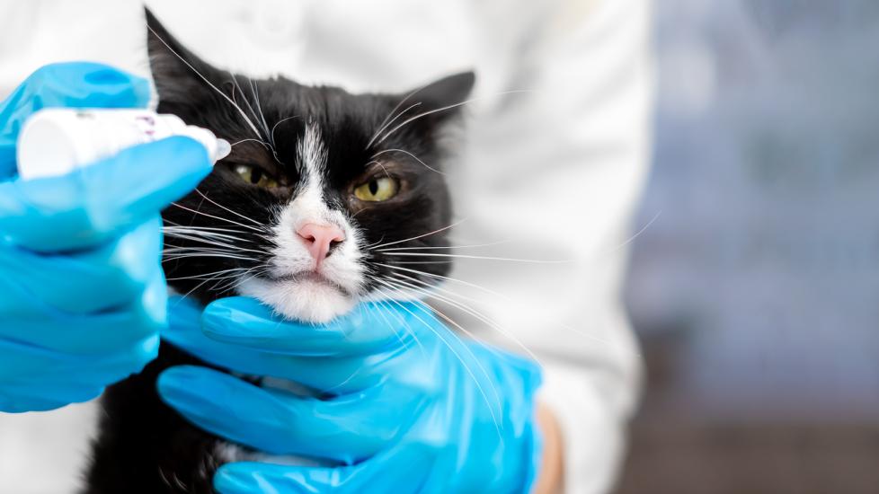 Close-up of a veterinarian in a white coat and medical gloves dripping drops into the eye of a black and white cat with a large mustache in the clinic