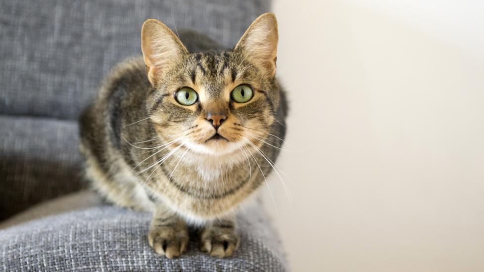 Feline Infectious Peritonitis (FIP) in Cats | PetMD