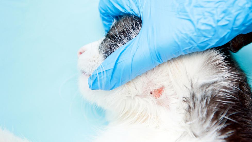 Ringworm in Cats PetMD