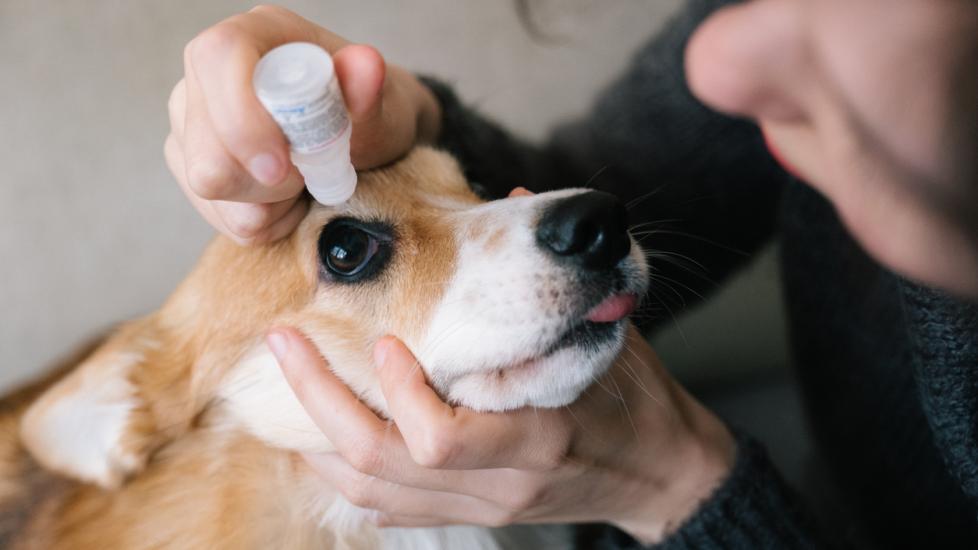 Dry Eye Syndrome in Dogs