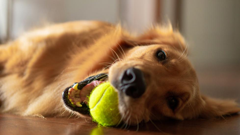 golden retriever lying on hardwood floor with tennis ball in his mouth. 