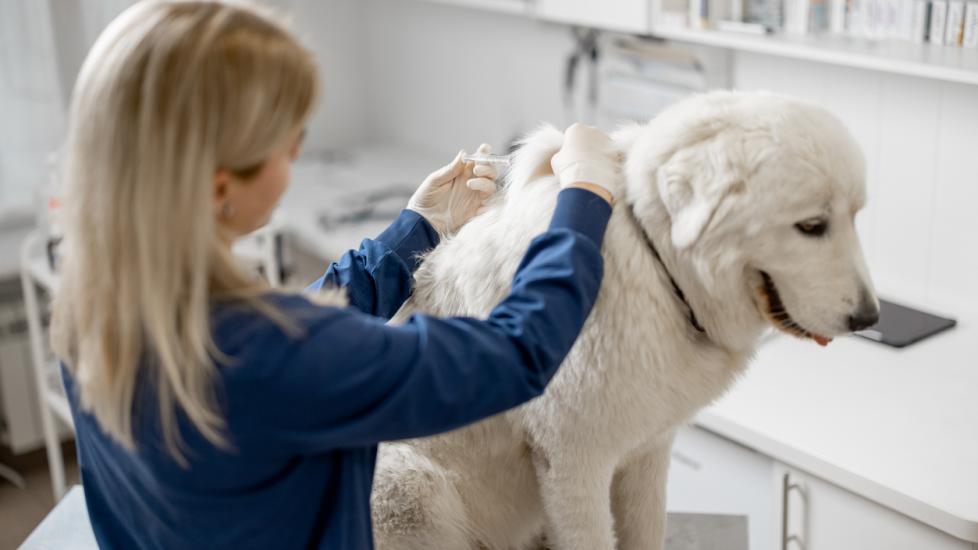 veterinarian examining a great pyrenees dog