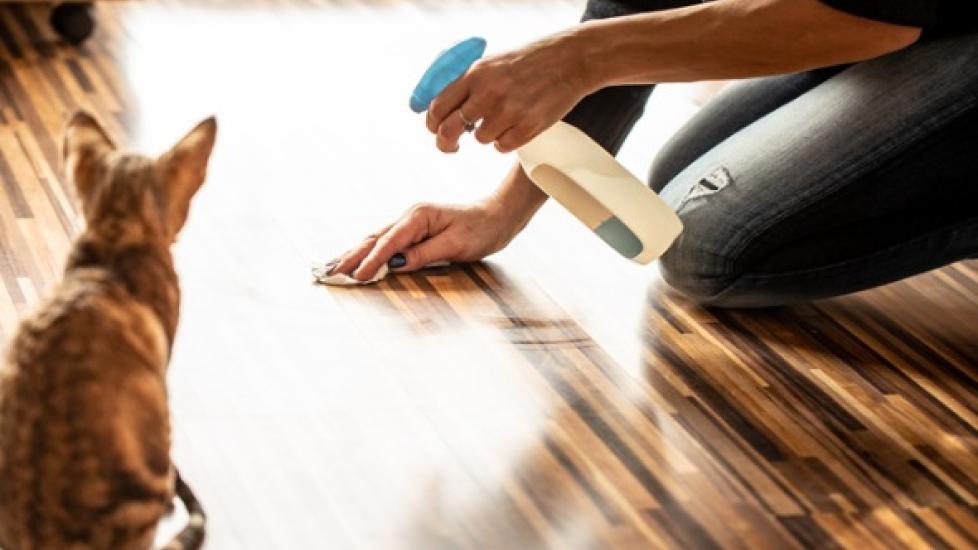 Top 10 Ways to Stop Your Cat from Peeing Outside the Litter Box PetMD