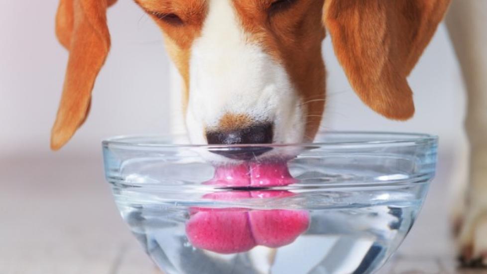 https://image.petmd.com/files/styles/978x550/public/2022-02/beagle-dog-drinking-picture-id937244554.jpg