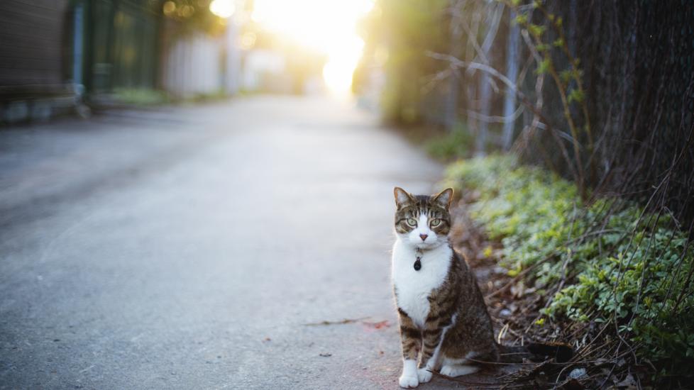 Tabby cat in an alley stock photo