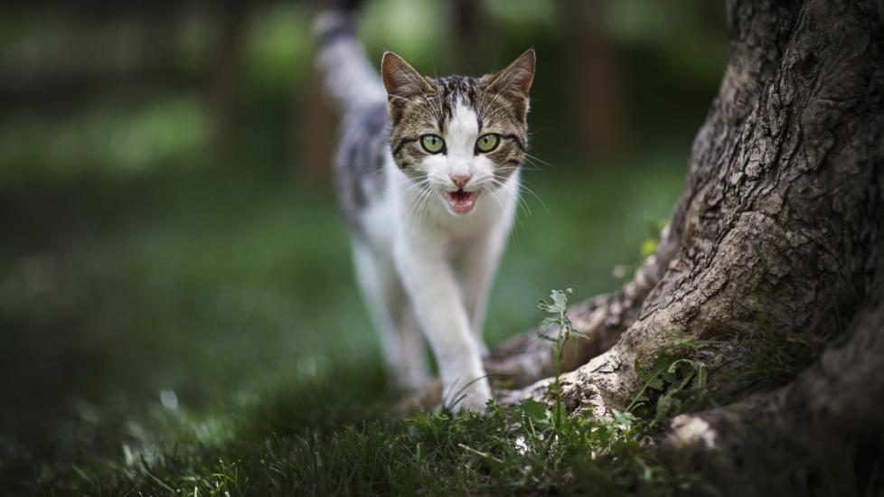 Pyometra in Cats PetMD