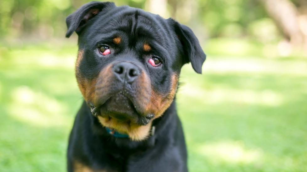 Eyelid Protrusion (Cherry Eye) in Dogs PetMD