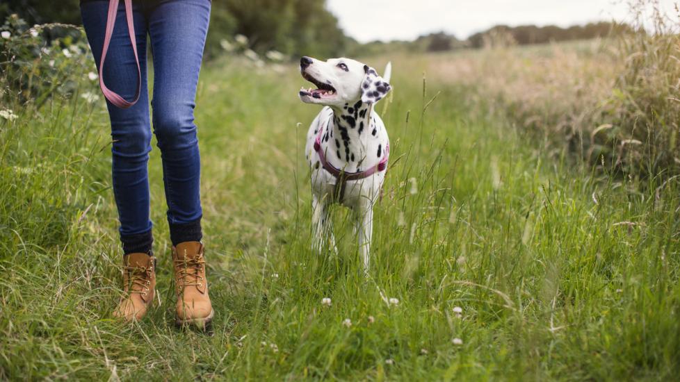 Dalmatian on the leash walking along a country footpath with its owner