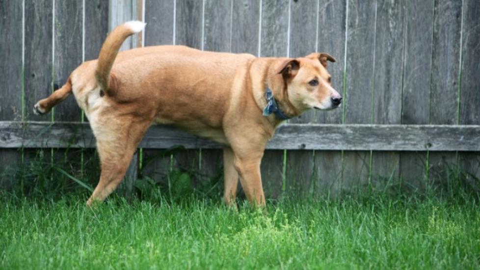 Marking in Dogs PetMD