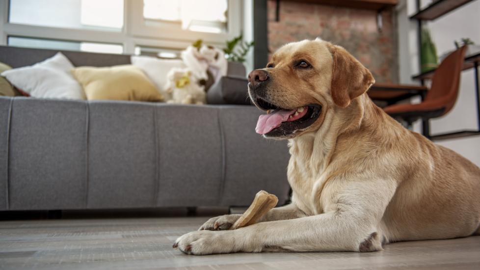 Systemic Lupus Erythematosus (SLE) in Dogs PetMD