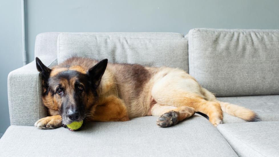 Chronic Gastritis in Dogs