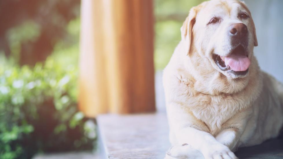 Pancreatic Cancer in Dogs Pancreatic Adenocarcinoma PetMD