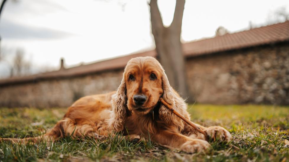 Ceruminous Gland Adenocarcinoma in Dogs