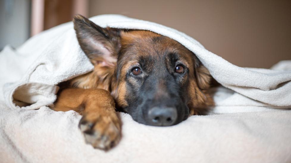 Chronic Renal Failure (CRF) in Dogs | PetMD