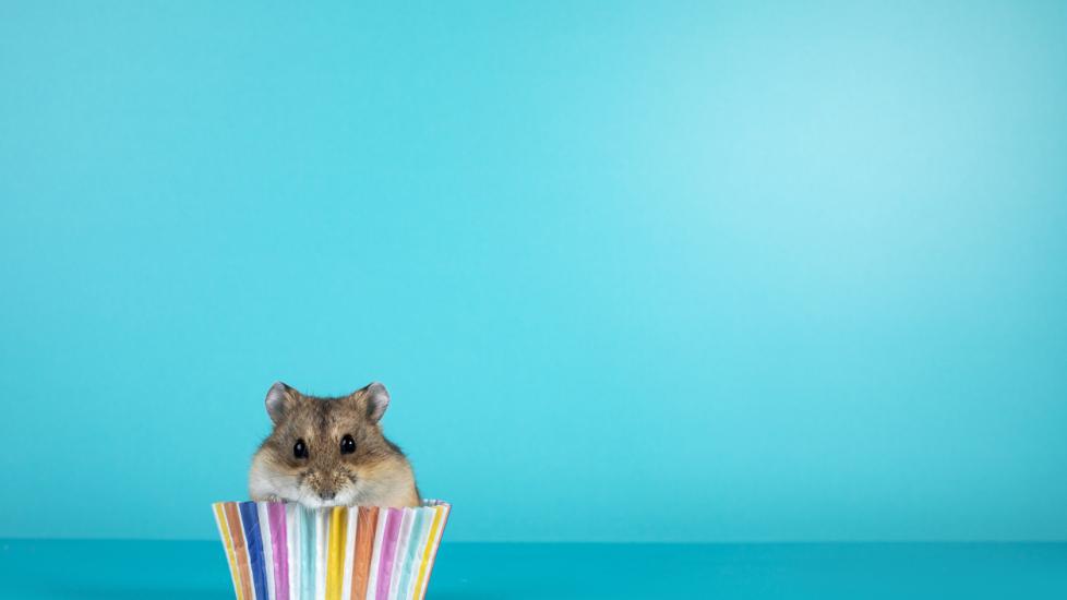 Hamster in a cupcake