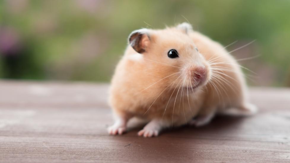 Keep Syrian Hamsters Solitary