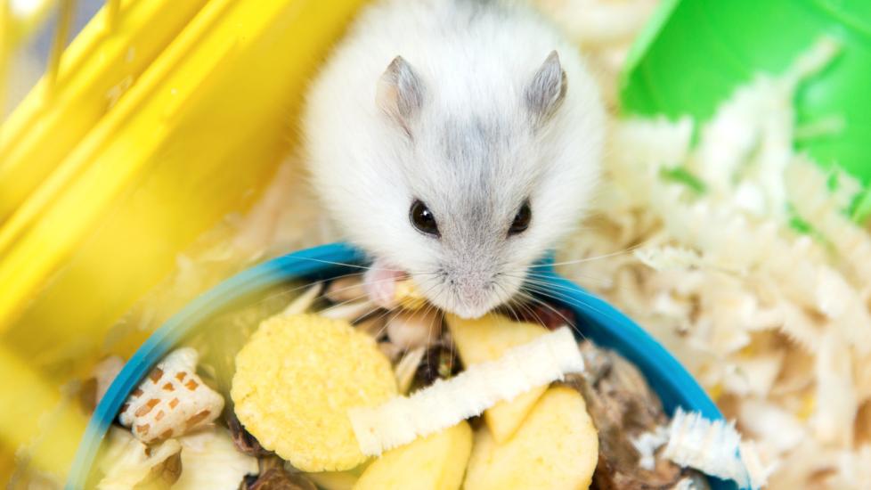 What Can Hamsters Eat?