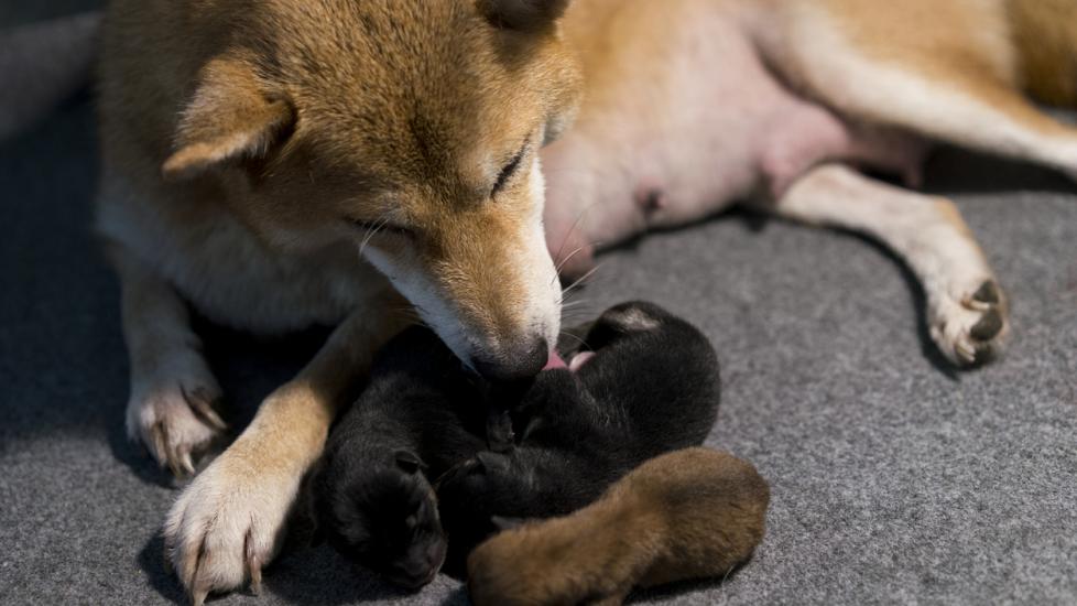 A Shiba Inu puppy and its mother are breastfeeding, lying on the gray carpet.