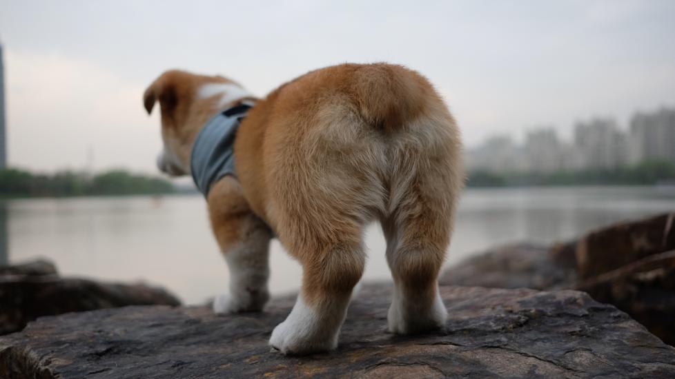Dog butt
