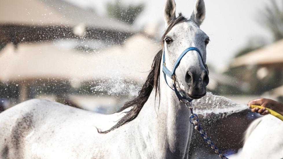 A relaxed Arabian horse enjoying a refreshing shower on a sunny day.