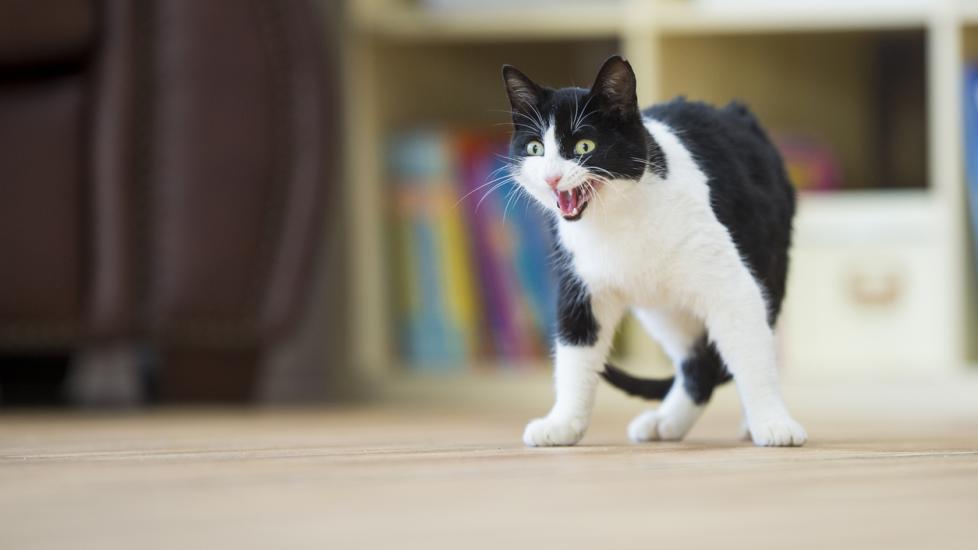 Why Do Cats Hiss? What To Know About Cat Hissing PetMD
