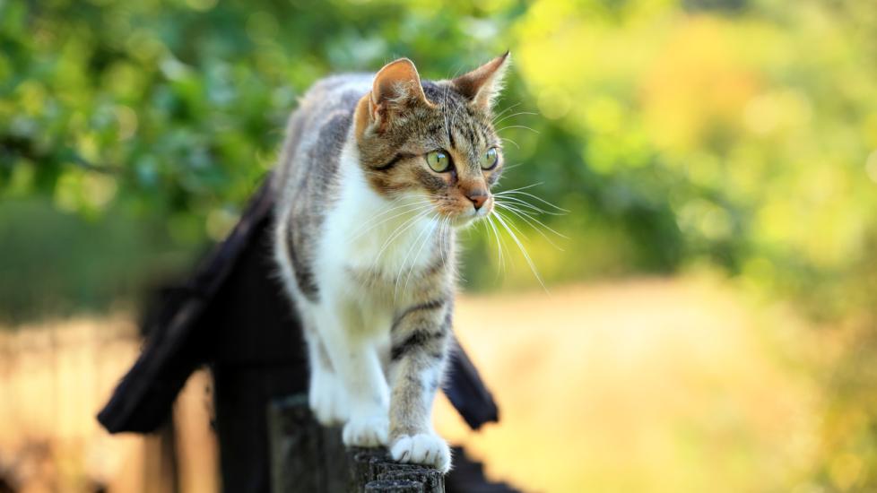 White and brown tabby cat walking on fence outside