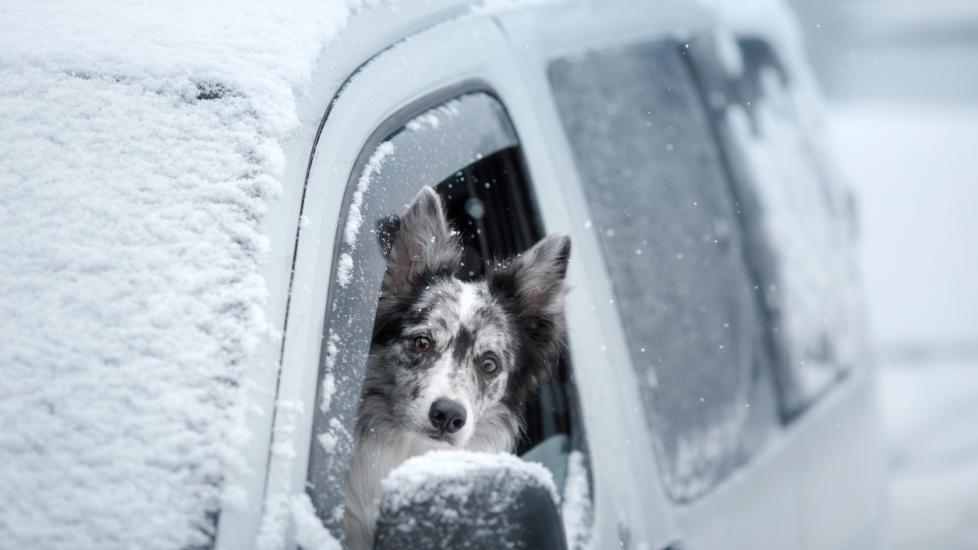 Antifreeze Poisoning in Dogs