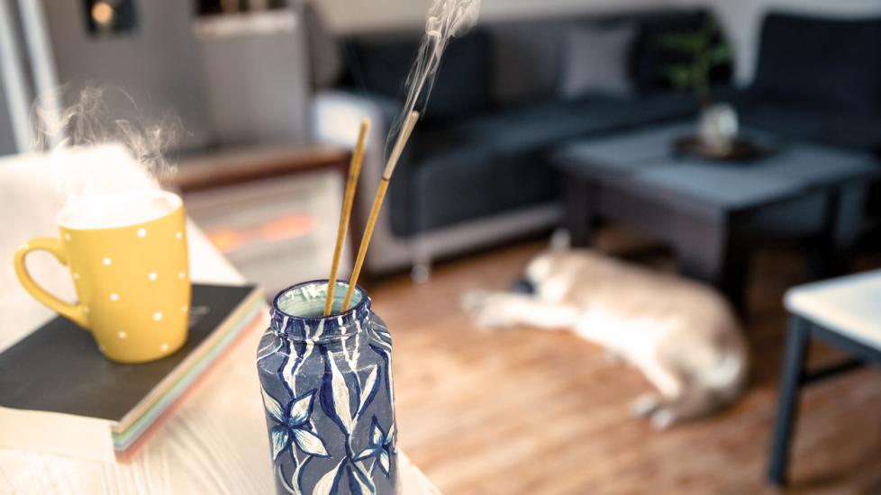 Are Air Fresheners Safe for Pets? PetMD