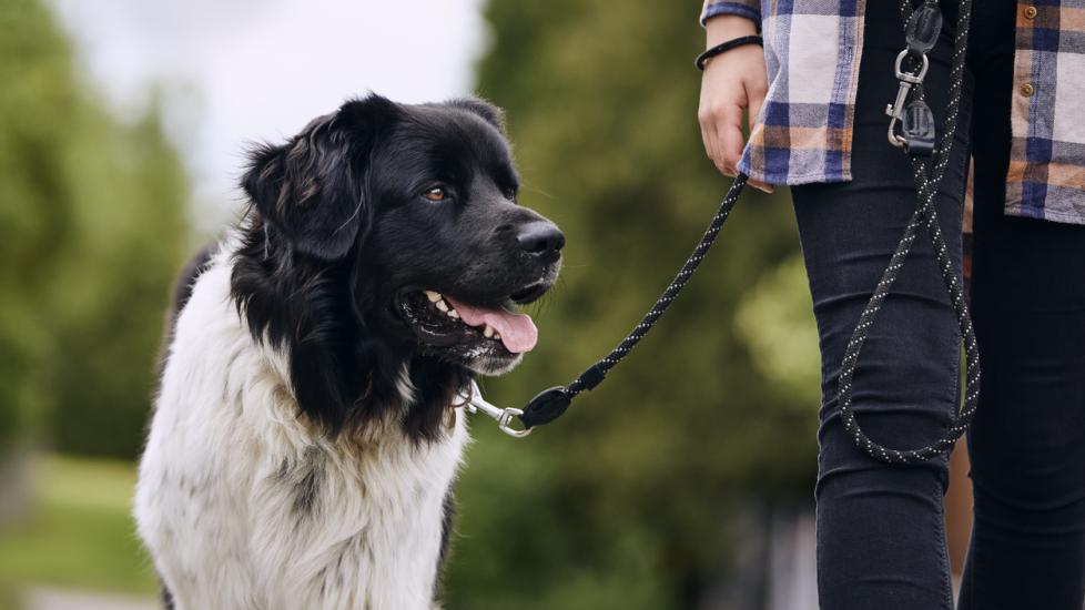 Grass Allergies in Dogs PetMD