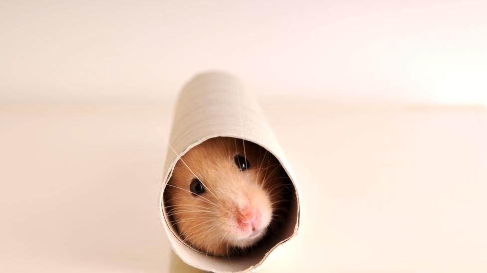 Hamster in tube