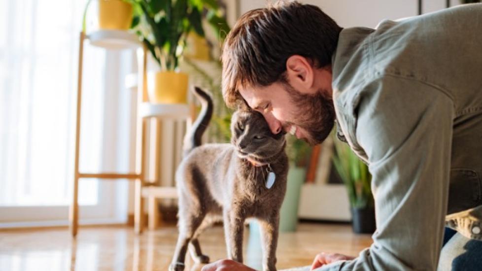 Cat Headbutts: What They Are and What They Mean | PetMD